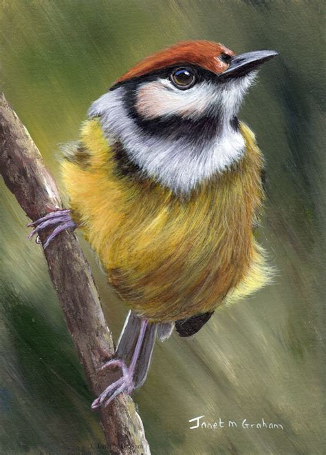 Original Bird Painting Art Rufous Crowned Tody Flycatcher Etsy