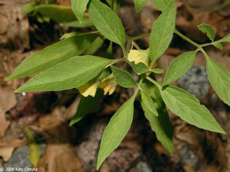 Ground cherries are the answer to your impatience! Physalis virginiana (Virginia Ground Cherry): Minnesota ...