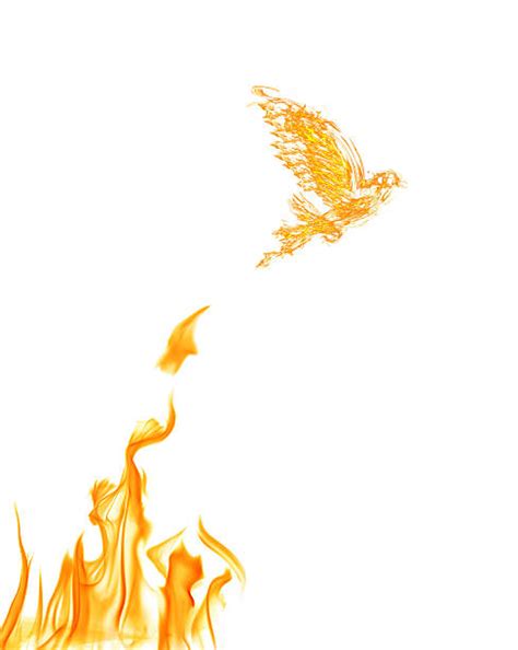 Dove Fire Stock Photos Pictures And Royalty Free Images Istock