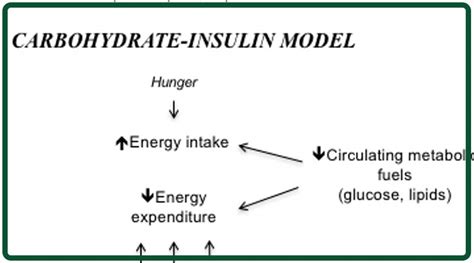 The Carbohydrate Insulin Model Of Obesity Diet And Health Today