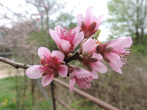 Peach Blossom Spring Flower Free Photo On Pixabay