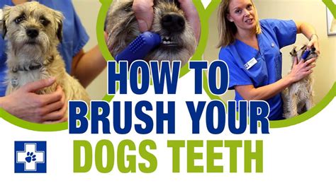 What To Use To Brush Your Dogs Teeth Essential Tips