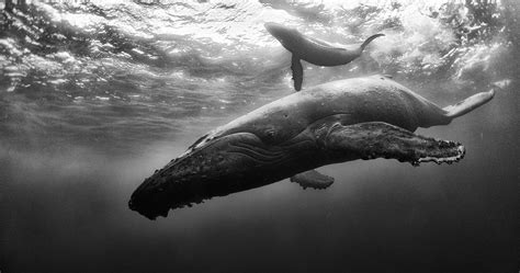 Maybe you would like to learn more about one of these? Capturing the Wonder of the Sea in Stunning Black and ...