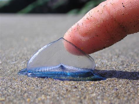 Unusual Blue Sea Creatures Wash Up On California Shoreline Photos