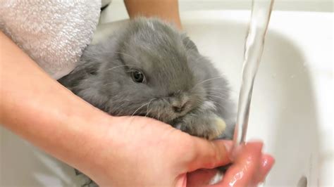 Even a blanket or towel on the floor is ok. Baby Bunny Bath Time! - YouTube