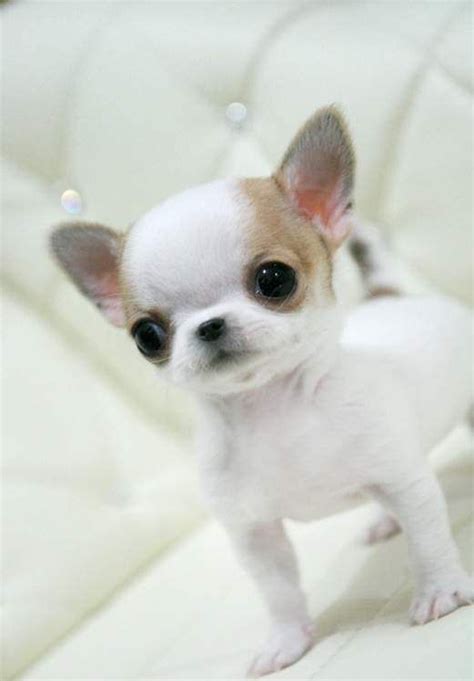 99 Apple Head Blue Teacup Chihuahua Puppies For Sale L2sanpiero