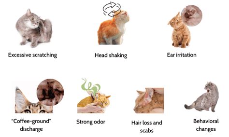 Dirty Cat Ears Vs Ear Mites Identifying Your Cats Ear Issue