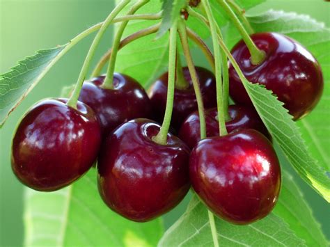 Beginners Guide To Cherry Trees Grow Cherry Trees From Seed Haxnicks