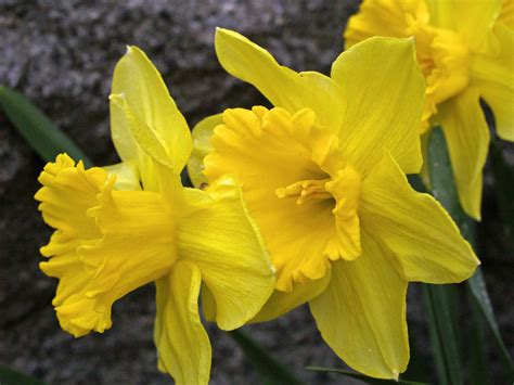 Free Stock Photo Of Daffodils Easter Flowers