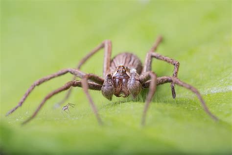 Wolf Spider Francis J Taylor Photography
