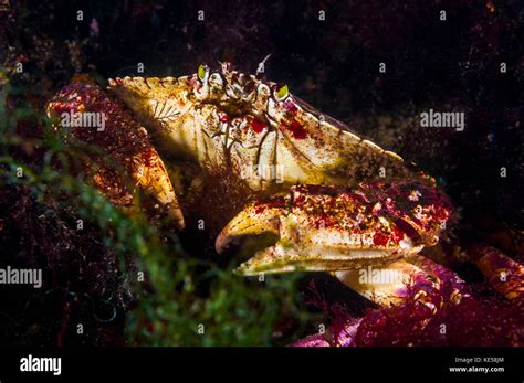 Atlantic Rock Crab Maine Stock Photo Alamy