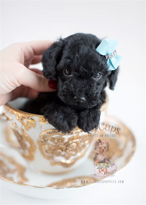 Teacup Poodle Puppies For Sale Teacups Puppies And Boutique