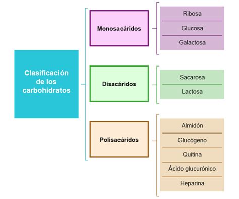 Carbohidratos Características Químicas Y Clasificación