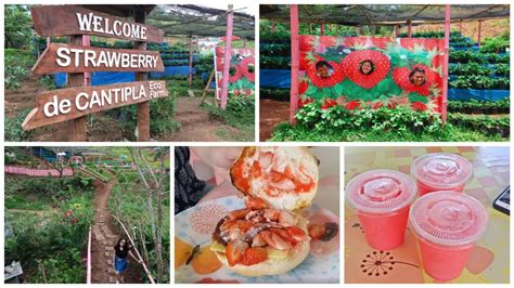 Look Strawberry De Cantipla Eco Farm In Cebu City