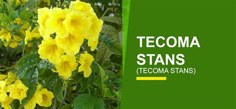 Litter issue is dry fruit. Tecoma Stans Online India | Buy Tecoma Stans - Garden World