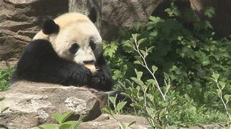 Chinese Giant Pandas Unveiled To Public In Finland