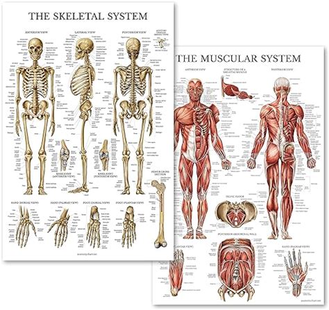 Palace Learning Muscular Skeletal System Anatomical Poster Set Laminated Chart Set Human