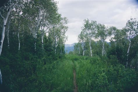 Free Images Landscape Tree Nature Forest Path Grass Wilderness