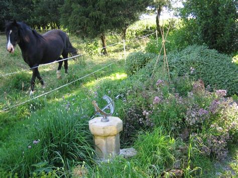 25 Best Images About Horses In The Garden On Pinterest Gardens Yard