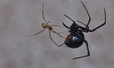 Male Vs Female Black Widow Spider Whats The Difference Az Animals