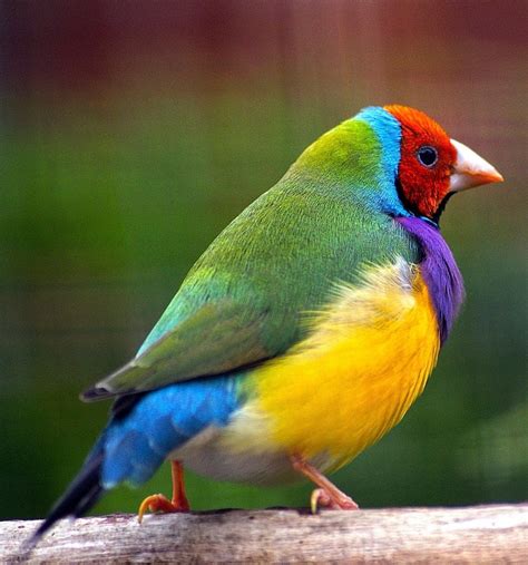 Gouldian Finch Takes The Prize For Spectacular Beauty Bird Purple