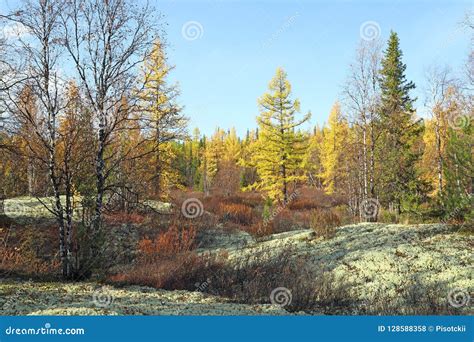 Autumn In The North Of Western Siberia In September Stock Photo Image