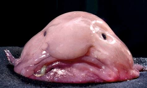 Pez borrón pez gota curiosidades. Unos animales muy raros