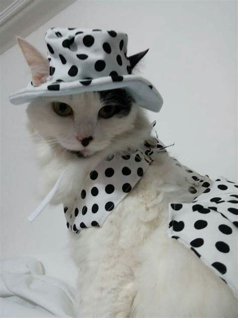 The Prettiest Cat Costumes Will Capture Your Heart Catlover Cutecats Costumes Ropa De