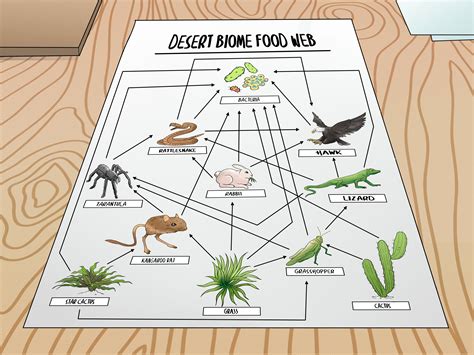 Desert Ecosystem Food Chain Diagram - Draw-thevirtual