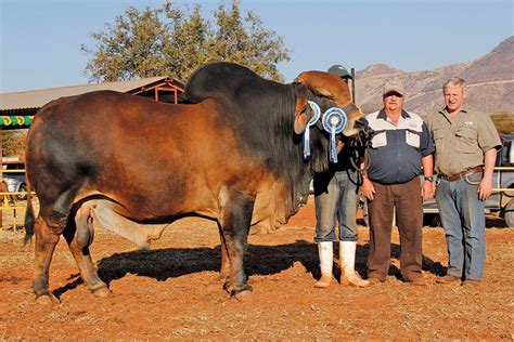 Jfw 10 214 Senior And Grand Champion Red Brahman Bull Breeds Of