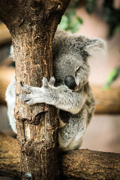 The 25 Best Koala Bears Ideas On Pinterest Baby Koala