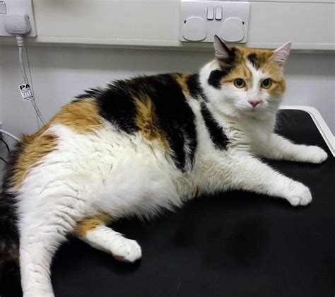 could your cat be overweight katzenworld