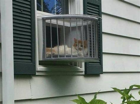 A wide variety of window cat box options are available to you, such as charging time, material, and feature. Cat Solarium-The Weather Package Cat Window Box Catio Cat ...