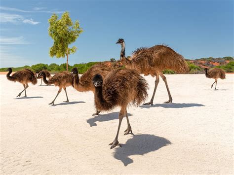 How Long Do Emus Live Emu Lifespan Unianimal