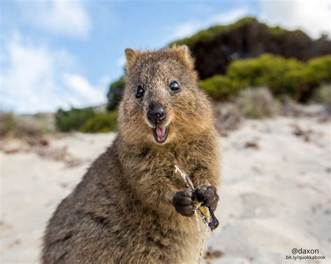 Say Hello to the Happiest Animal in the World - How Photographing Them ...