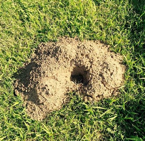 Small Holes In Lawn Overnight Causes How To Fill Them Lawn Holic