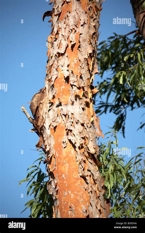 Tall Gum Or Eucalyptus Tree With Peeling Red Bark On North Stradbroke