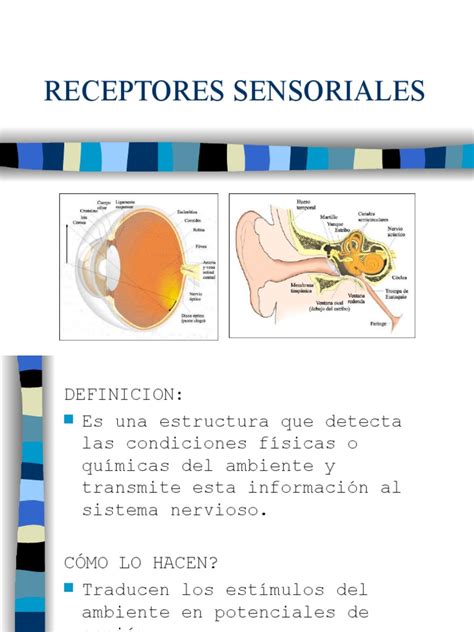 Receptores Sensoriales