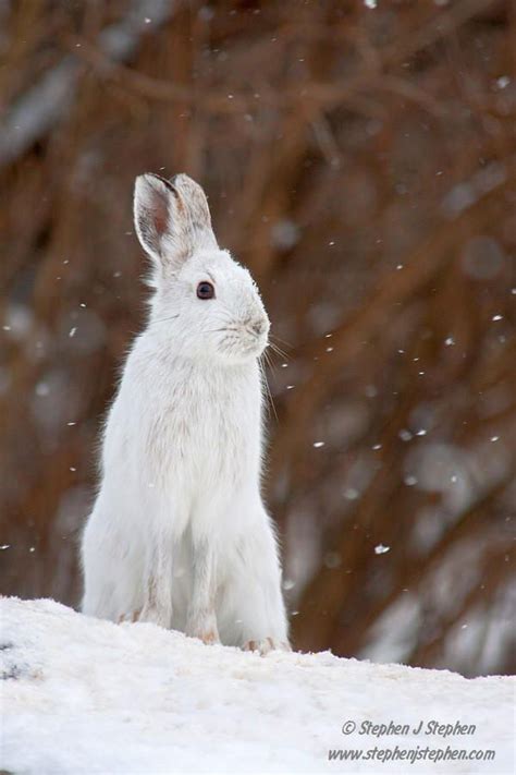 Winter White Snowshoe Hare By Stephen Stephen On 500px Snowshoe
