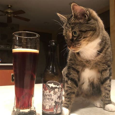 A Cat Sitting On A Counter Next To A Glass And Bottle