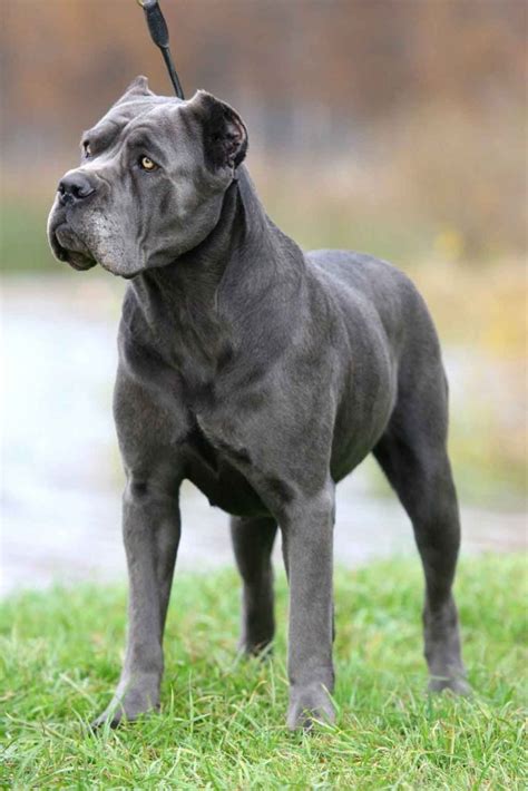 The Most Powerful Dog Breeds In The World Strongest Dog Breeds