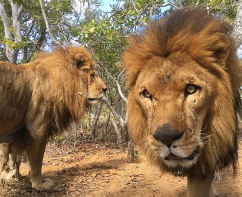 Two freed circus lions suffer 'absolute tragedy' after being killed by ...