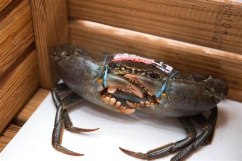 Published by leader s.p.a., under its registered trademark 'black bean'. Mud Crab Cup 2019 | Gourmand and Gourmet