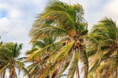 Palm Trees Leaning In Storm Stock Photo Image Of Palm Green 87223758