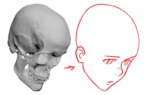 Complete Perspective Skull Rotation Reference