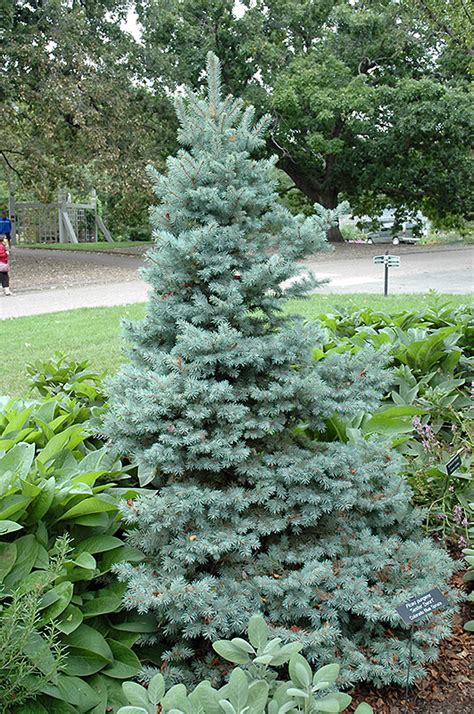 Sester Dwarf Blue Spruce Picea Pungens Sester Dwarf In
