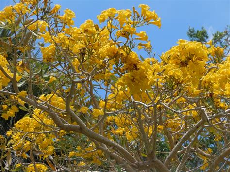 Bright Yellow Tabebuia Tree Against A Gorgeous Central Florida Blue Sky