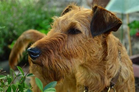 Irish Terrier Dog Breeds Facts Advice And Pictures Mypetzilla Uk