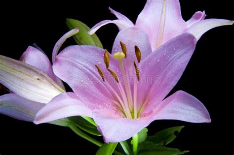 Blooming Lily At Night Stock Photo Image Of Bloom Night 178879612