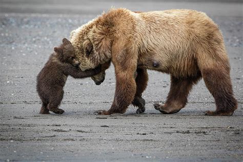 A Little Bear Hug Photograph By Renee Doyle Pixels